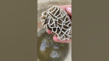 Chain Coral after Acid 🪸                             #chaincoral #fossils #rockoftheday
