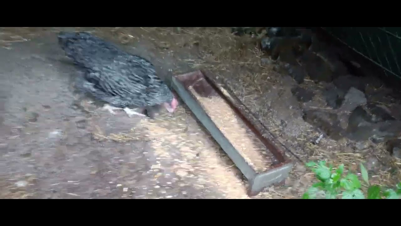 23 Nov 2024 Glamorous assistant special