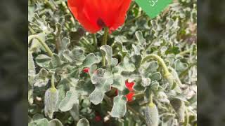 أزهار برية من بلدة عناتا المقدسية   Flowers from Palestine