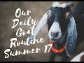 Daily Goat Routine Collab - Summer 2017