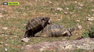 Kartal, Çiftleşen Kaplumbağaları Görünce