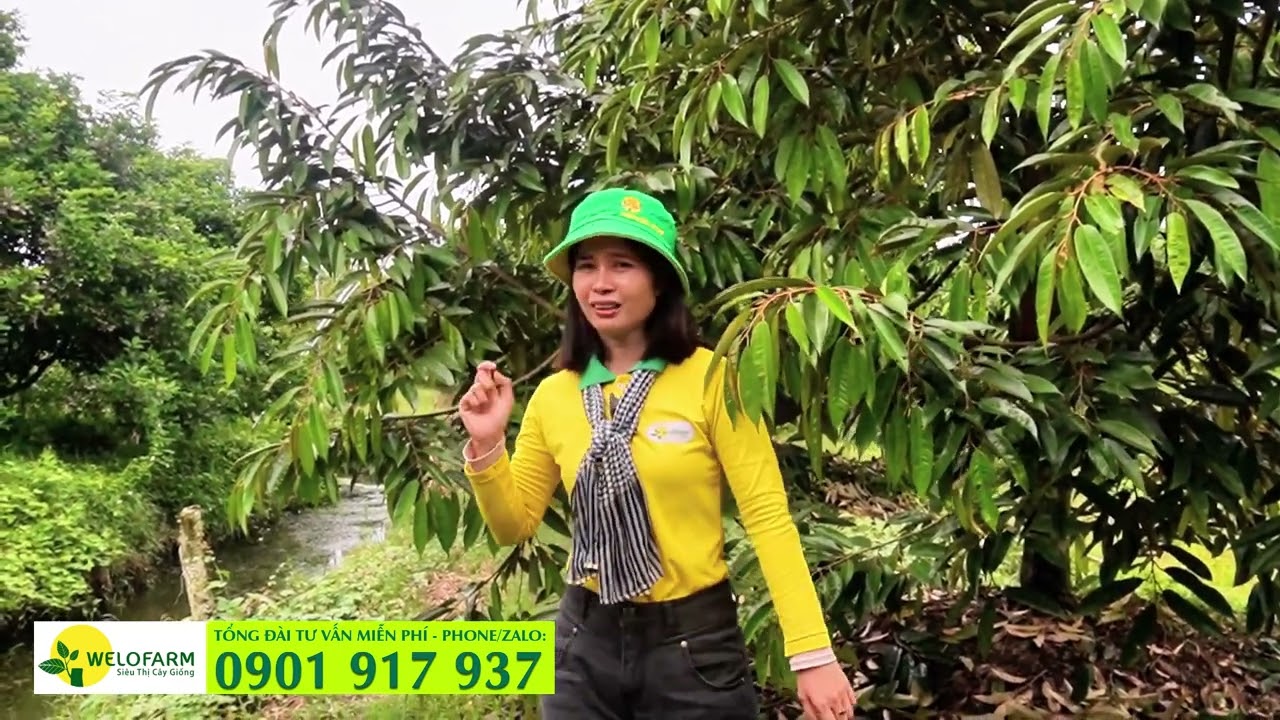 Khi nào trồng sầu riêng - Thời điểm trồng sầu riêng trong năm