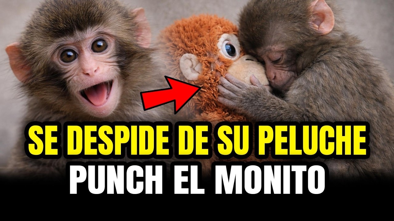 PUNCH el MONITO se DESPIDE de su PELUCHE MAMÁ ¡LA TRISTE DESPEDIDA DE PUNCH!
