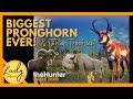 Huge Pronghorn & More Trophies! | Hunter: Call of the Wild 🦌