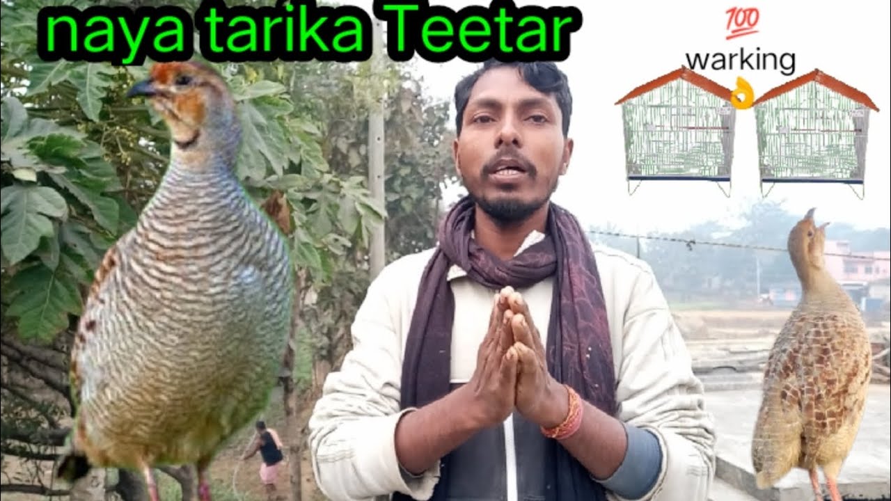Teetar ko pinjre se bahar | rakhne ka Tarika | aasan tarika