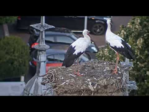 IJsselstein, NL   gólyák/stork    2022.09.21.