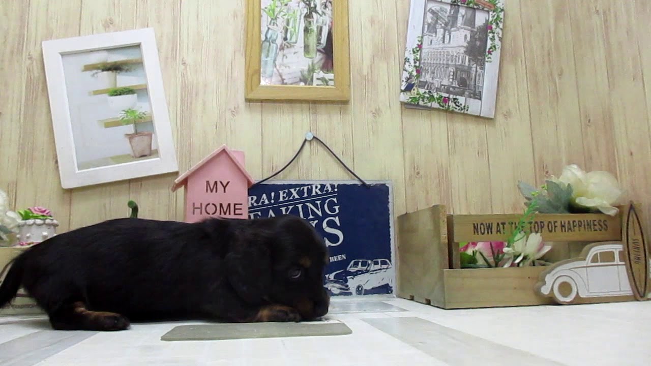 ワンラブ　ペットショップ　名古屋市　186709