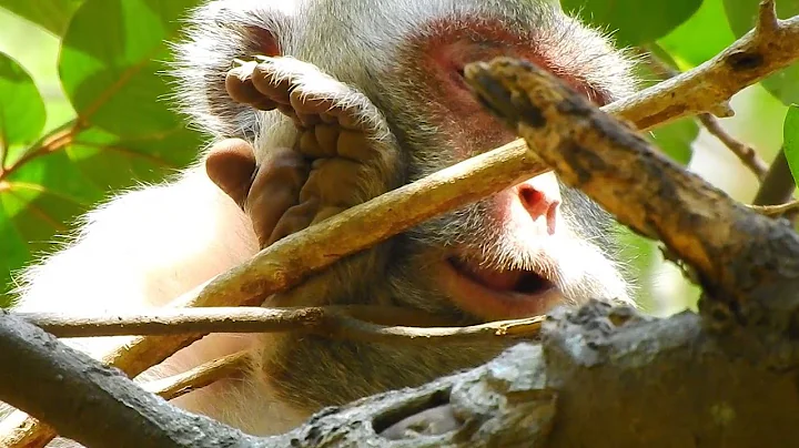 Monkey Jane Sleeping With Sadness Cos Her Baby In ...