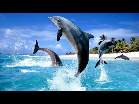Can Dolphins Live Without Water | How Long Can Dolphins Stay Out of Water?