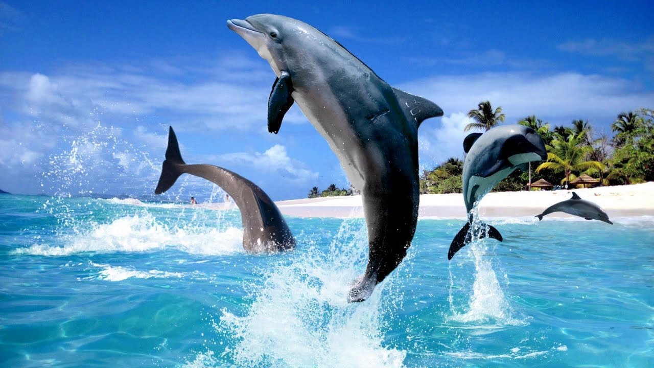 Can Dolphins Live Without Water | How Long Can Dolphins Stay Out Of Water?