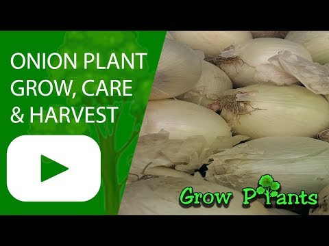 Onion plant - growing & harvesting