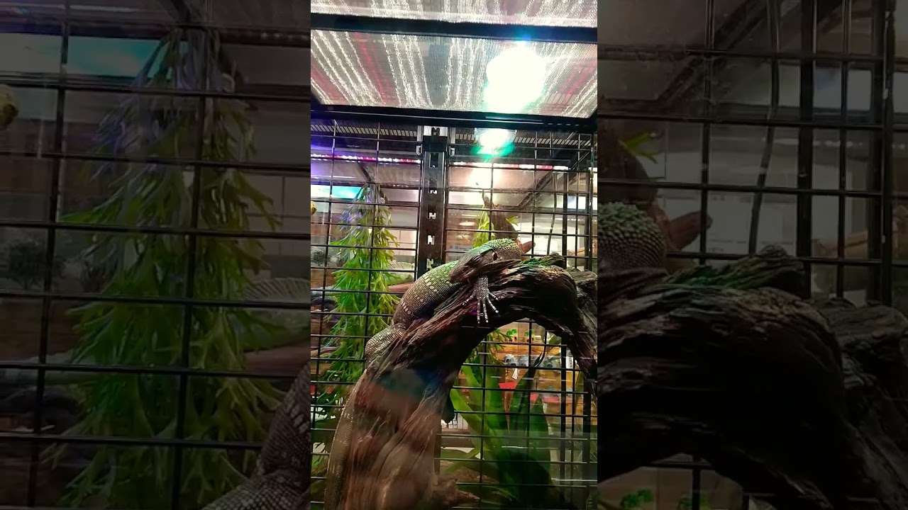 ЮЖНОАЗИАТСКИЙ ВАРАН | 𝐒𝐎𝐔𝐓𝐇-𝐀𝐙𝐈𝐓𝐒𝐊𝐘 𝐖𝐀𝐑𝐀𝐍 🦎