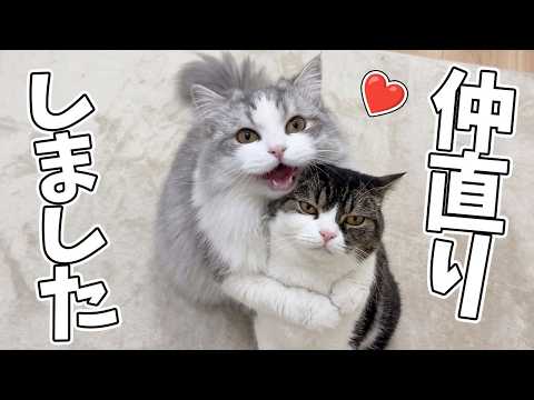 Here is this happy kitten who just made up with its favorite big