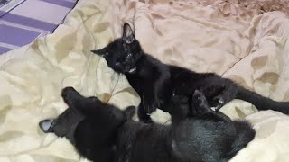 This is how kittens wake me up. The Cat Alarm ⏰❌😴 by Oops Meow 548 views 1 year ago 1 minute, 11 seconds