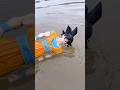 The battle of Goku, Superhero and giant Shark #dragonball #superhero