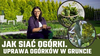 JAK SIAĆ OGÓRKI. UPRAWA OGÓRKÓW W GRUNCIE