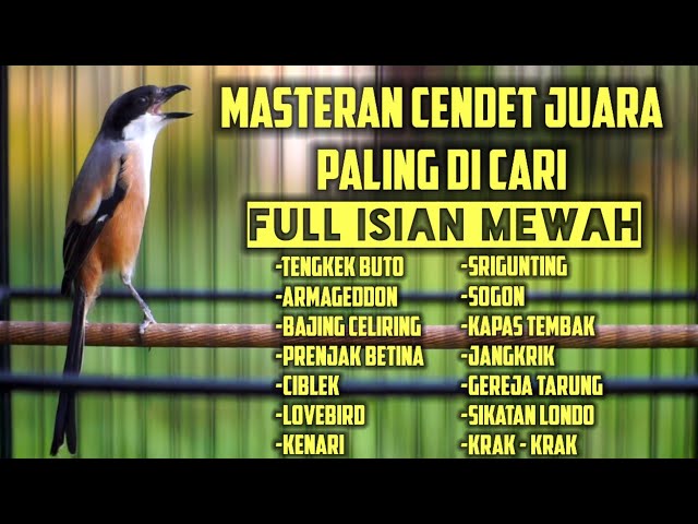 100% AMPUH MASTERAN CENDET PALING DI CARI FULL TEMBAKAN MATERI LOMBA class=