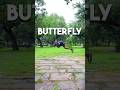 Butterfly 5/100 day’s 100 flip’s challenge/ #hyperhookaashish