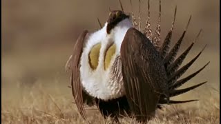 Healthy Attraction | Battle of the Sexes in the Animal World | BBC Earth