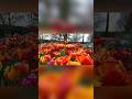 Parco Giardino Sigurtà #italy #bestplaces #shorts #viral #shortsvideo