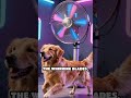 BRO CHALLENGED THE ROOFTOP SPINNER FAN
