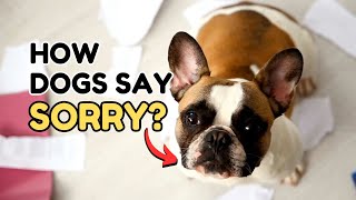 How Dogs Say Sorry? (Not What You Think) by Dog Talks 820 views 1 month ago 7 minutes, 35 seconds