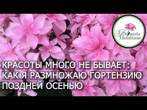 Гортензий много не бывает как получить очень много, практически из отходов