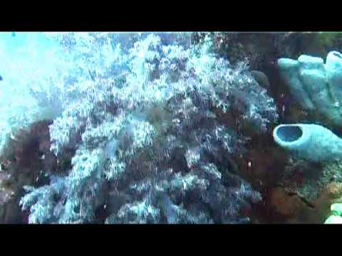 ⁣FSM - Chuuk - Diving the Shinkoku Maru