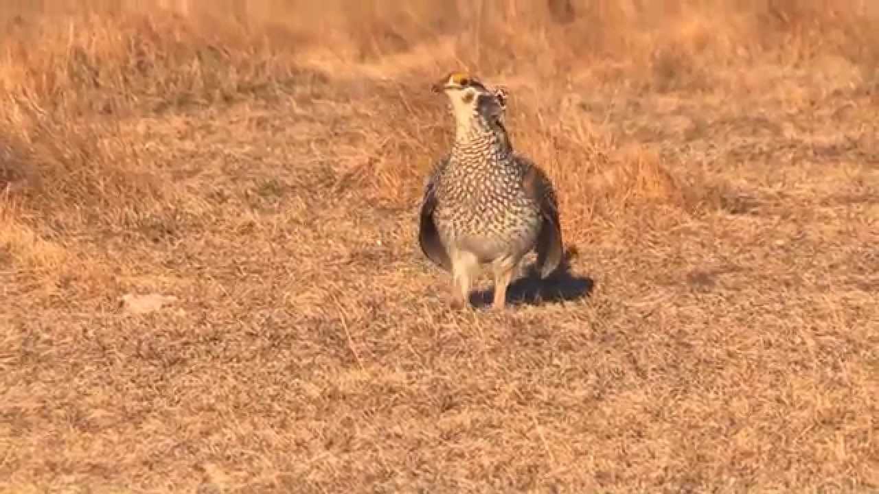 hunting simulator pc Dancing Grouse - NDGNF