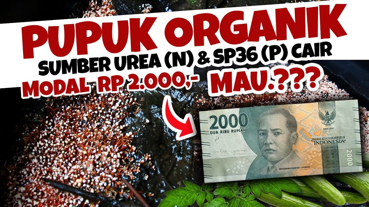 ANDAI SEMUA TAU.!! PUPUK ORGANIK SUMBER UREA & SP36 CAIR MODAL RP. 2.000 | Tanaman Subur Hemat Biaya