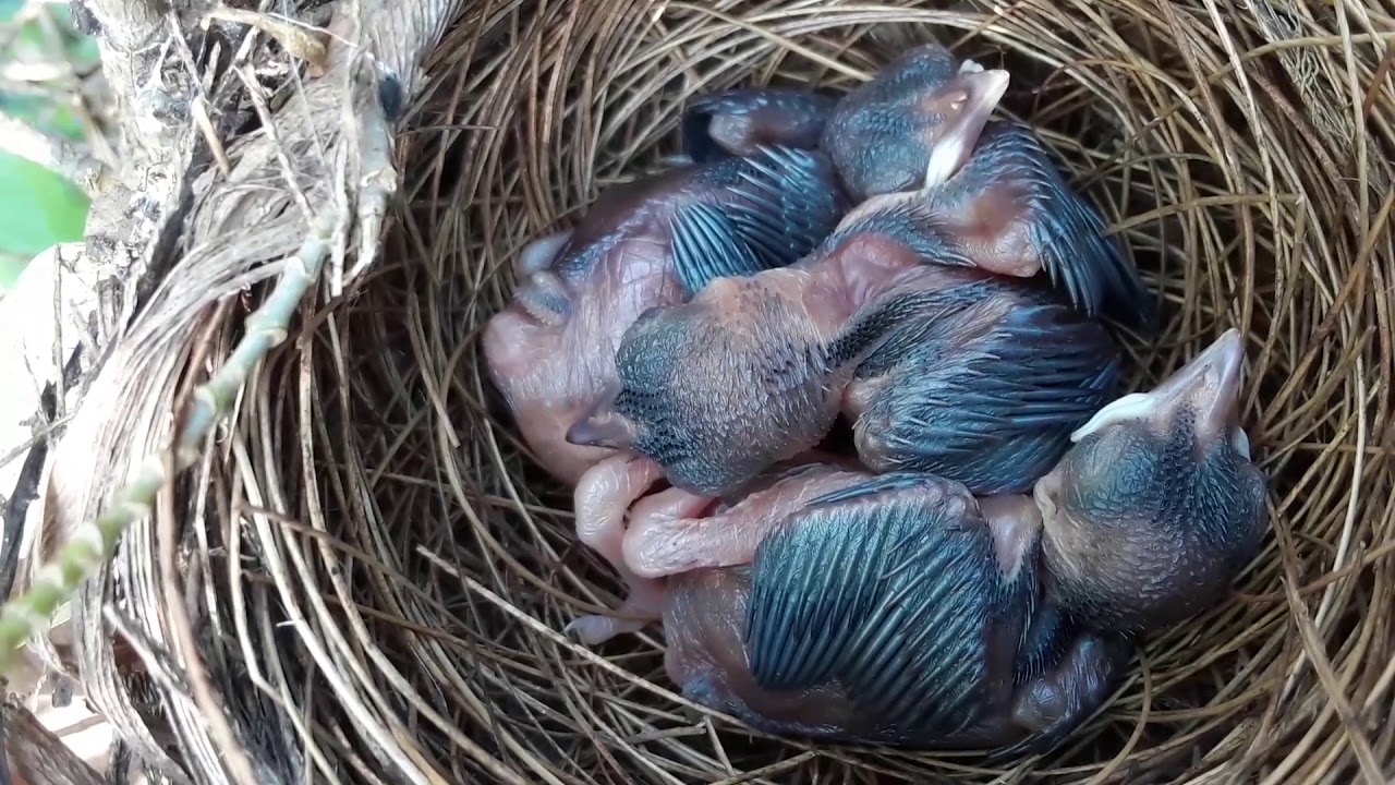 red whiskered bulbul baby birds 2020 YouTube