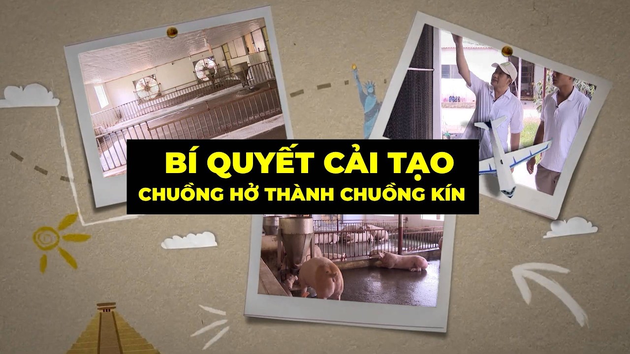 Bí quyết cải tạo chuồng hở thành chuồng kín để nuôi lợn