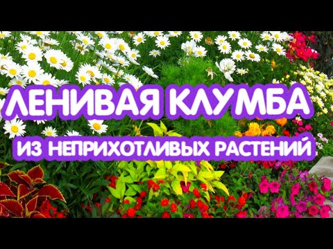 Video: Welche Blumen Sind Unprätentiös