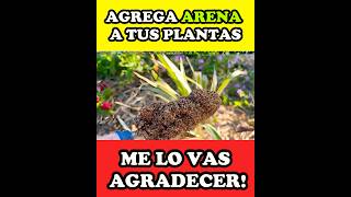 🪏🪴 MEJORA tus Plantas Con este Recurso Económico!