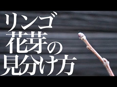 柱状りんごの木の育て方：私が教える品種選びと栽培のコツ