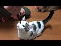 鼻についたチュールを堪能する豆大福の顔洗いがかわいい