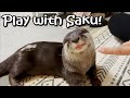 【カワウソ】サクとの毎日はこ〜んな感じです。My days with Saku are like this.