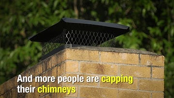 Chimney Swifts