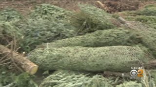 'Mulchfest' Begins In City Parks To Recycle Christmas Trees