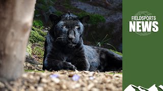 Proof the UK has wild panthers – Fieldsports News, 17 May 2023