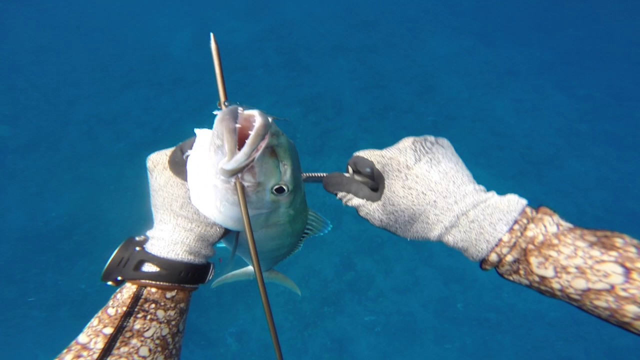 Spearfishing Hawaii On The Rise YouTube