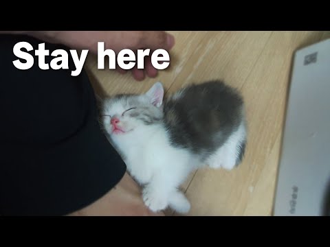 My Baby Kitty <strong>Can</strong> Only Sleep <strong>Next</strong> To Her Father