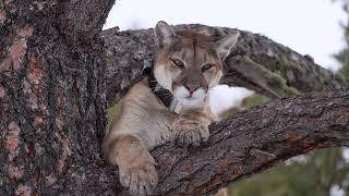 Prescott Valley Wildlife Connectivity Guide