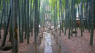 【神奈川県 4K】鎌倉報国寺の散歩(Binaural Audio)