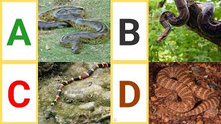 A To Z Snakes A To Z Snakes With Pictures Video Abc Snakes With Pronounciation Abc Snakes