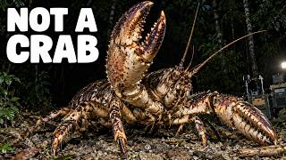 Why Evolution Keeps Turning Animals Into Crabs