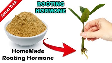 How To Make Rooting Hormone At Home | Gardening Story