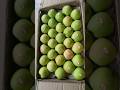 Green Golden Apple Auction #himalayanfarming