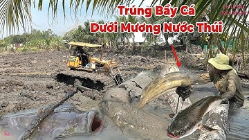 Xe Ủi Lắp Mương Nước Thúi Trúng Mánh Bầy Cá Trê,Cá Lóc Khủng Sống Lâu Năm. 