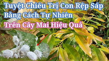 Cách Trị Con Rệp Sáp Trên Cây Mai Không Sử Dụng Thuốc Hiệu Quả.